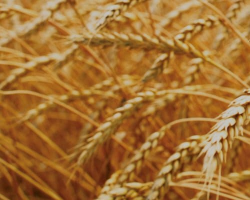 Les inconvénients de la malnutrition